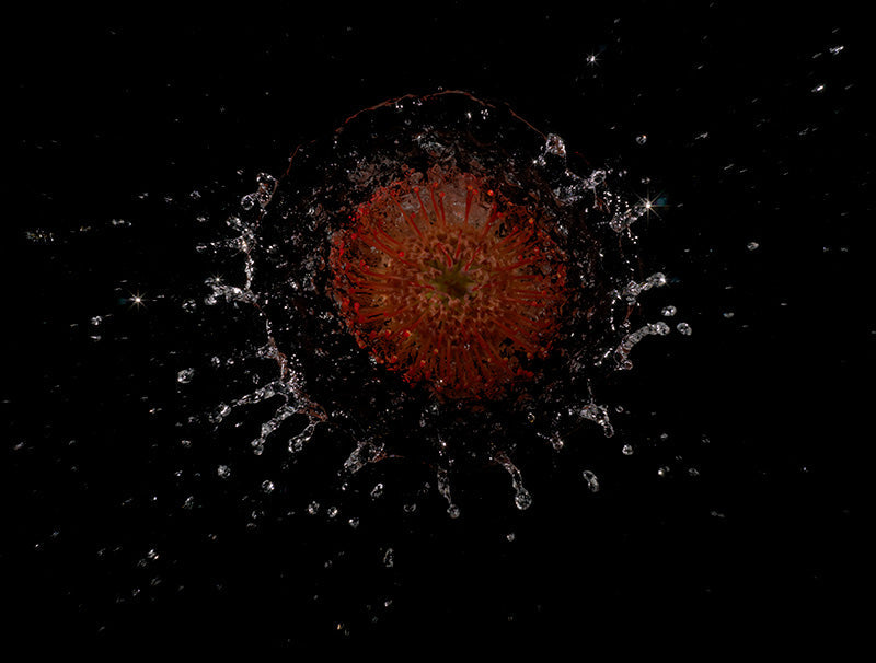 red yellow orange flower head bursts through water energetic