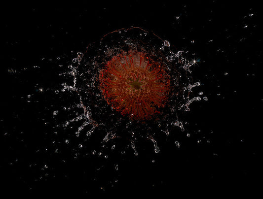 red yellow orange flower head bursts through water energetic