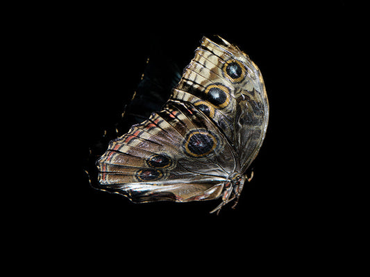 Mortal Mosaic: Butterfly Breeding in Liquid Time