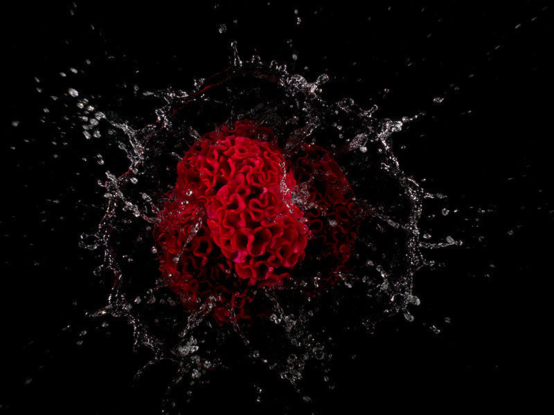 floral specimens in dark water decisive moment in photography