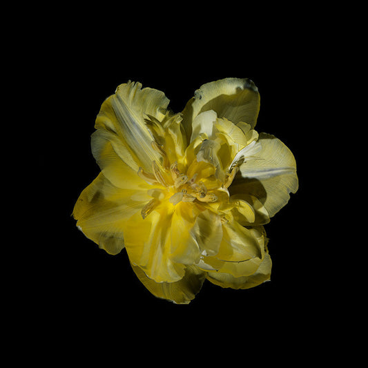 yellow Paris tulip dead[pan overhead water ripples