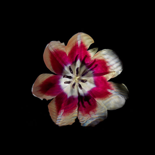 using flowers to shed light on the importance of water in society