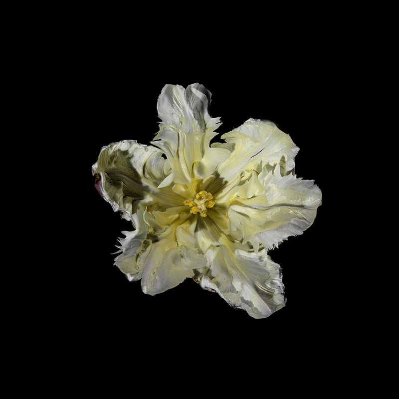 dusty yellow parrot tulip water ripples changing shape
