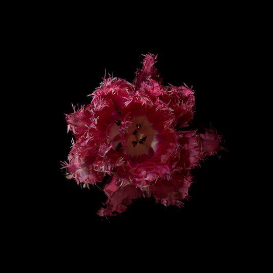 ragged edges of a Parrot Paris tulip in lush reds