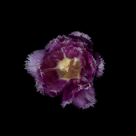 lilac Lavender tulip head specimen in art series based underwater 