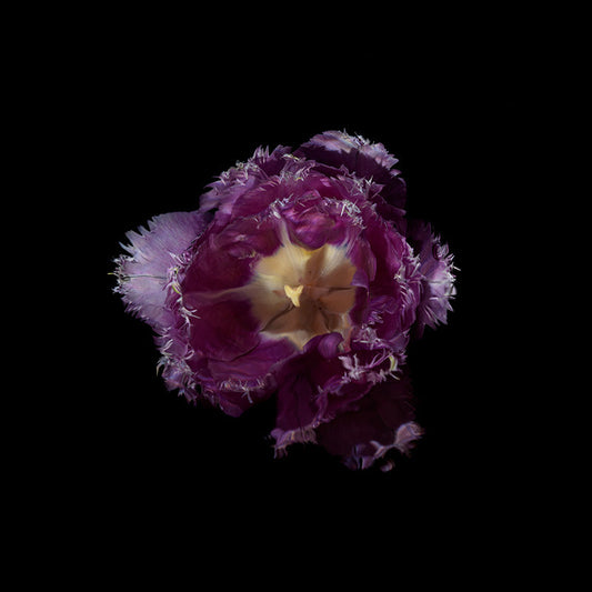 tulip flowers symbolism in art references of the past