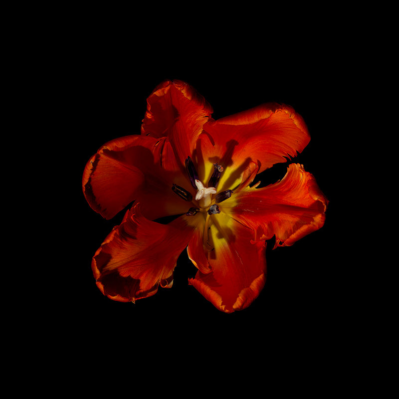 art historical use of flowers in vanitas works