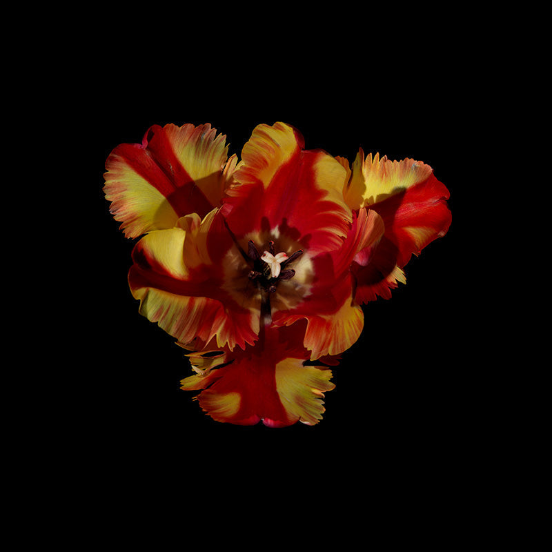 dual two colored tulip heads in vanitas series using water