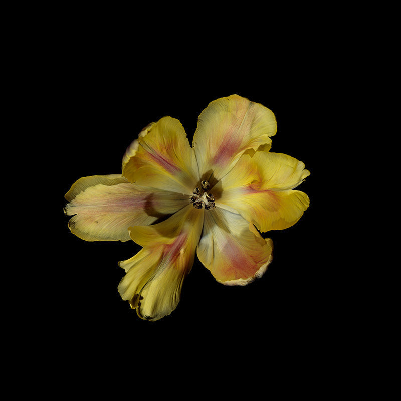 golden yellow flower head and its art historical references