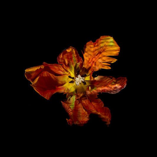 specialist tulip specimens in art series underwater