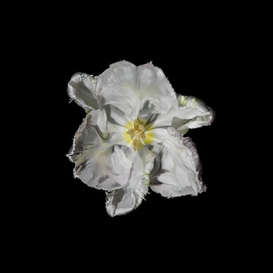 pure white tulip specimen set in black water dramatic painterly effect