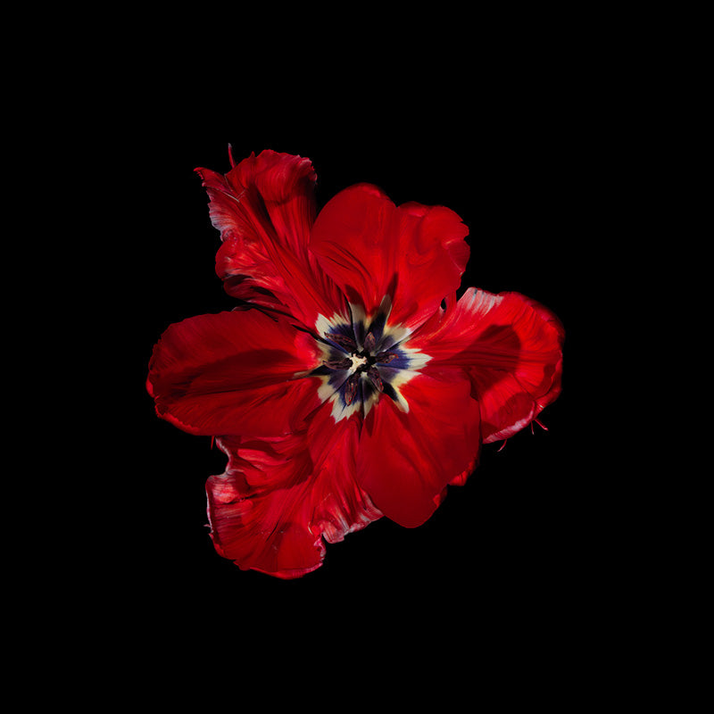 deep rich red specialist tulip variety a vanitas for the modern day