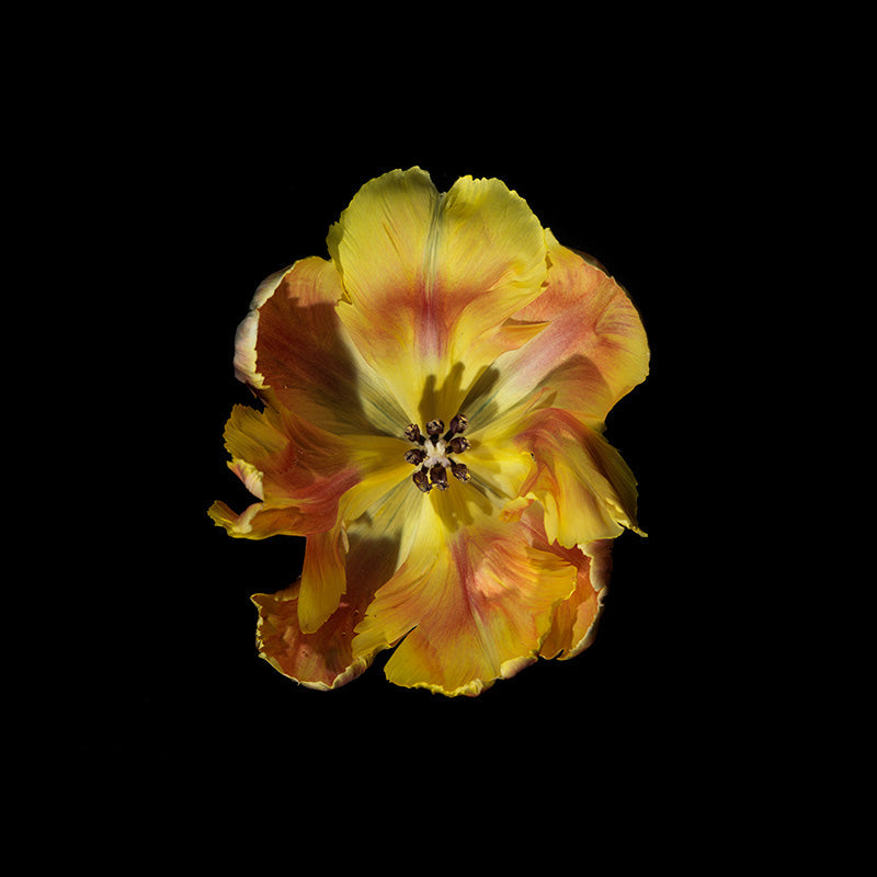 golden yellow parrot tulip wide open revealing its inner stamen and pollen tips