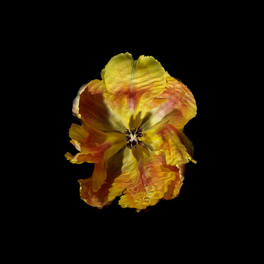 a yellow gold parrot tulip revealing its stamens and pollen heads