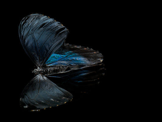 Fluidic Flutter: Underwater Photography of Fluttering Life