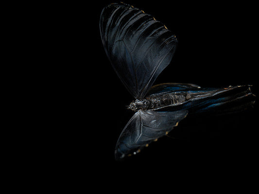 Aquatic Ballet: Butterfly Breeding in Liquid Tranquility