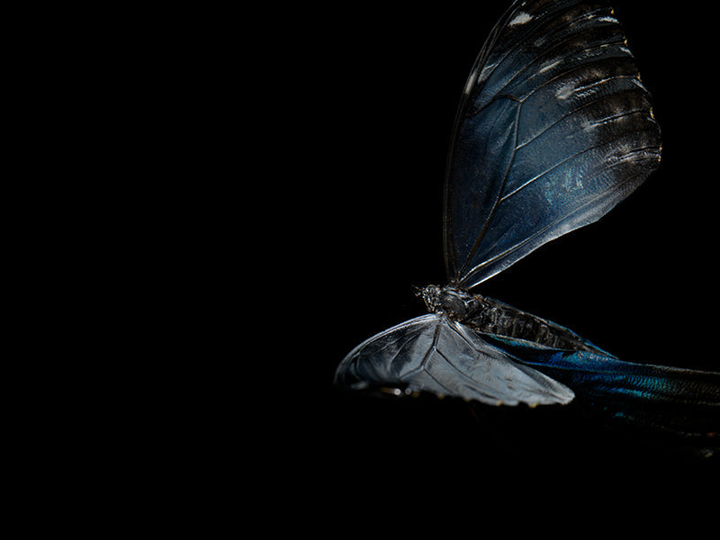 Ephemeral Elegance: Life and Mortality in Aqua Art
