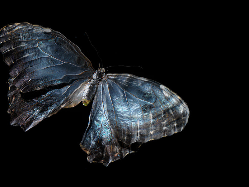 Mystical Metamorphosis: Life and Mortality in Submerged Art