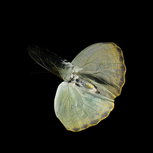 A Subaquatic Ballet of Color and Grace in nature
