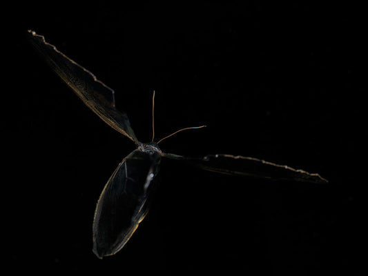 Butterfly Dreams: An Underwater Ode to Life's Fleeting Splendor