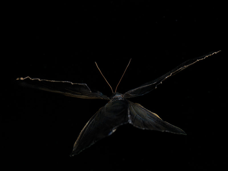 Fluid Poetry: Life, Death, and Mortality Butterfly Ballet