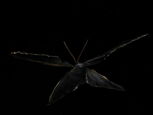 Fluid Poetry: Life, Death, and Mortality Butterfly Ballet