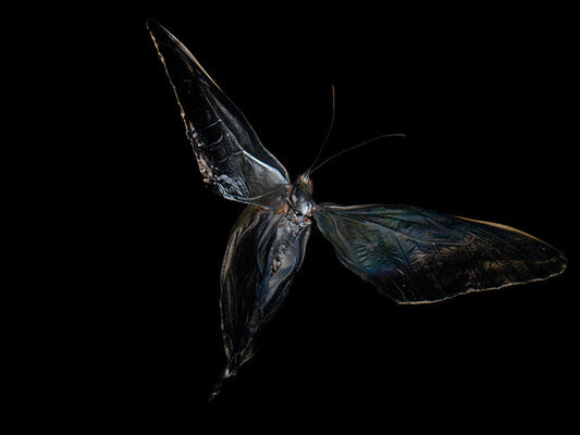 Ballet of the Deep: Underwater Symphony with Morphe Didius & Amathonte Butterflies