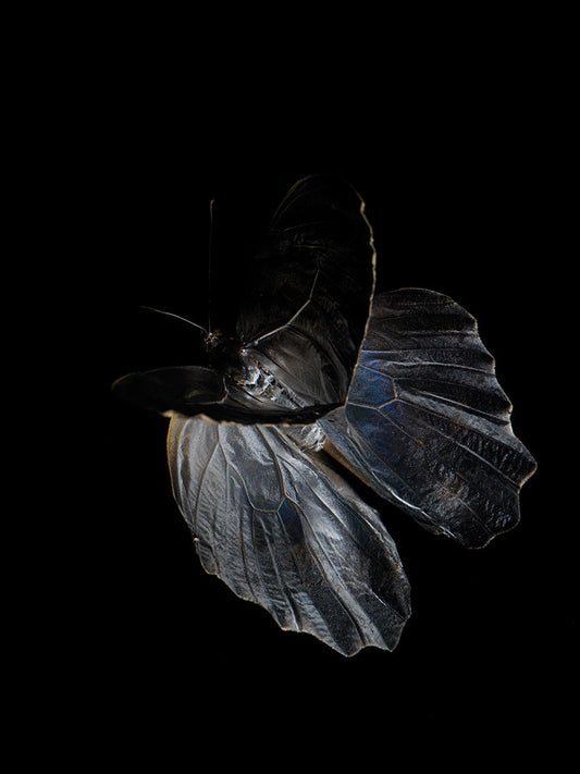 Drowning in Beauty: Morphe Didius & Amathonte Butterfly Reflections