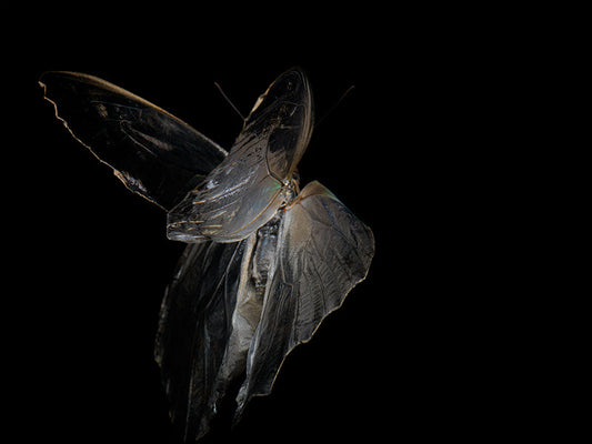 Aquatic Metaphors: Life, Death, and Blue Morphe Didius & Amathonto