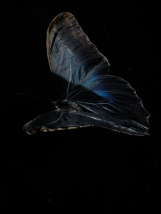The Deep Blue Ballet: Underwater Insights into Morphe Didius & Amathonte Butterflies