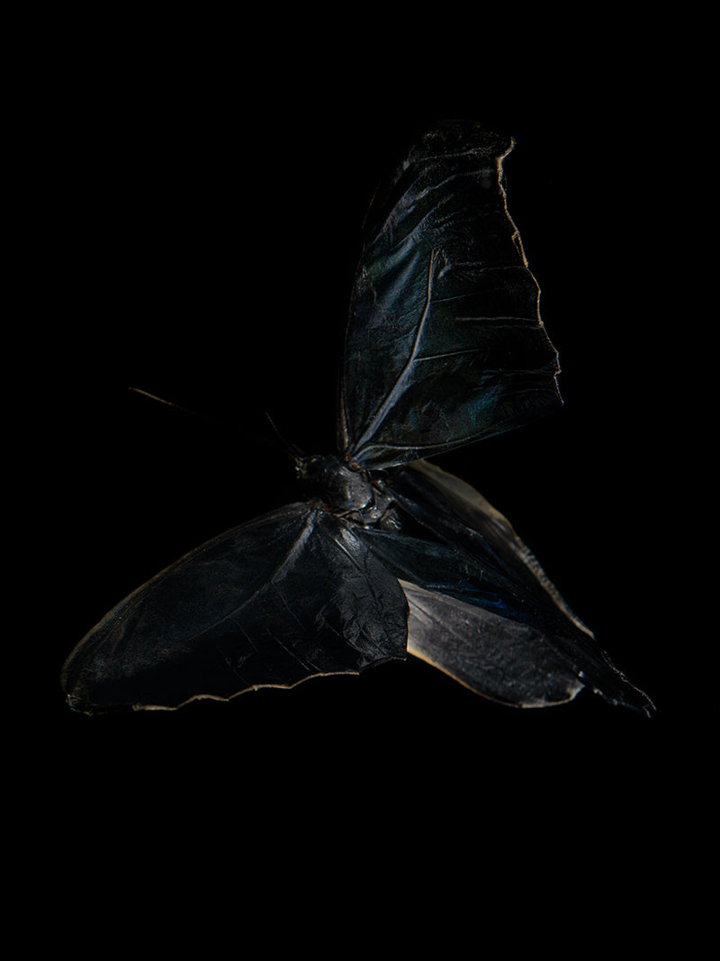Morphe Didius & Amathonto Chronicles: Subaquatic Reflections on Mortality