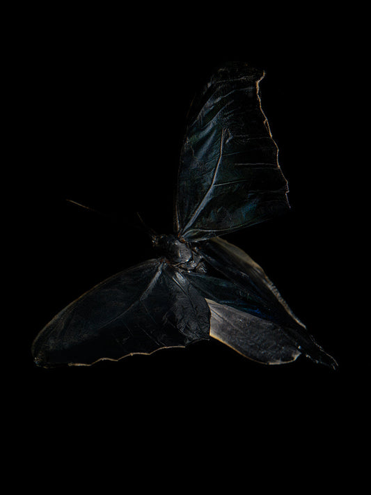 Morphe Didius & Amathonto Chronicles: Subaquatic Reflections on Mortality