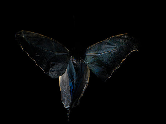 Fluid Reverence: Underwater Portraits of Morphe Didius & Amathonte Butterflies