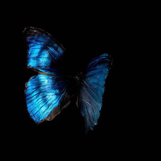 Ephemeral Euphony: Morphe Didius & Menelaus Below the Surface