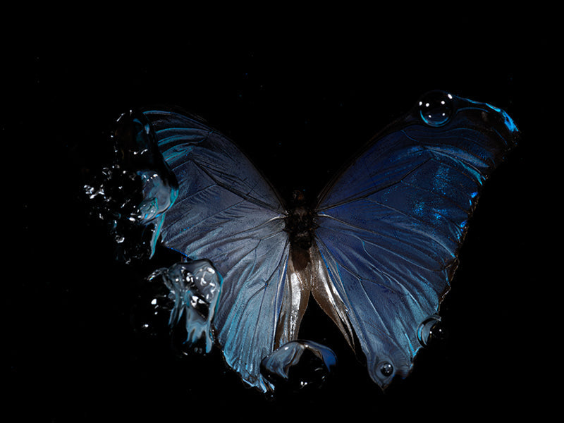 Wings of Water: Capturing Life's Transience with Morpho Didius & Menelaus