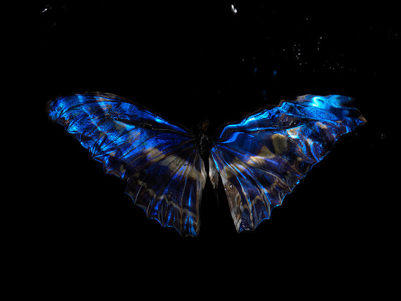 Butterfly Whispers: Underwater Echoes of Morpho Didius & Melenaus Blue