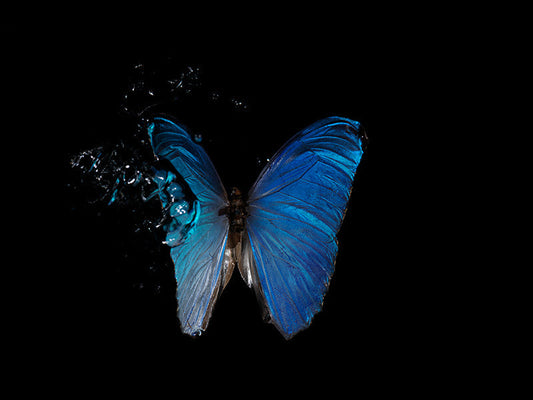 Aquatic Reverie: A Symphony of Life and Death with Morpho Didius & melenaus