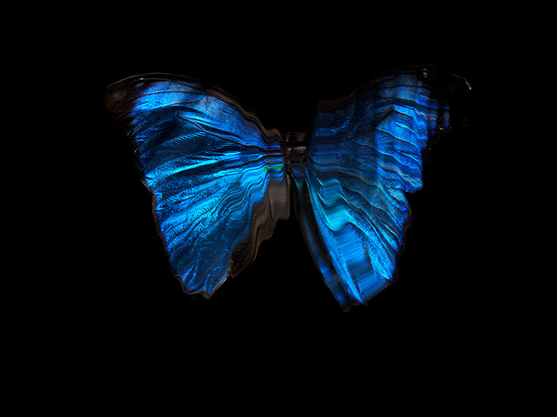 Ephemeral Wings: Submerged Butterflies in Liquid Elegance