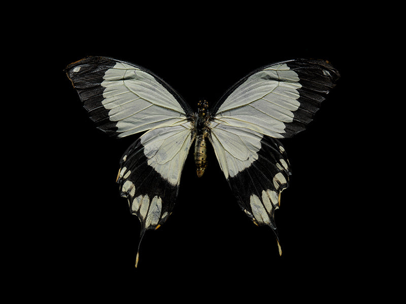 Aqueous Flight Life and Death Captured in Underwater Art