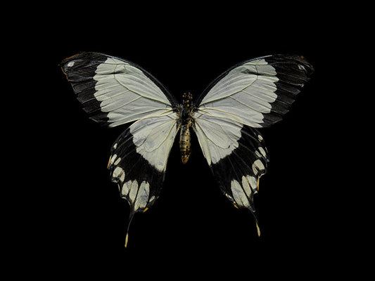 Aqueous Flight Life and Death Captured in Underwater Art