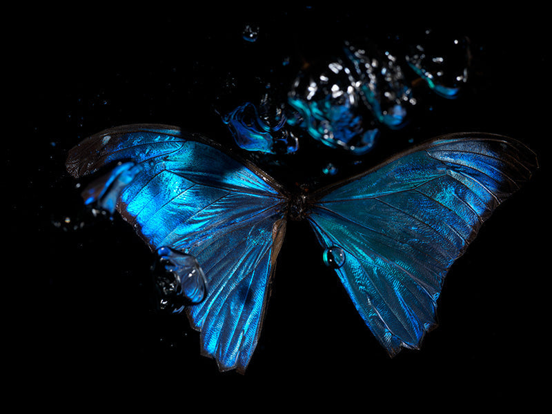 Underwater Odes to Life's Tragic Beauty