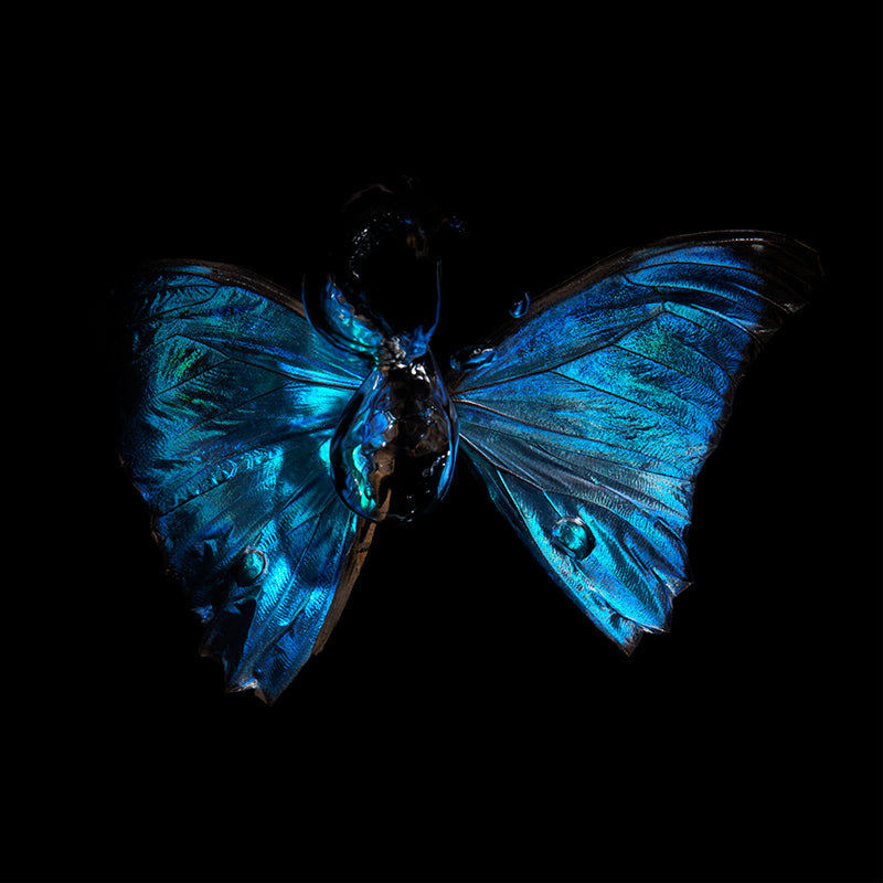 Ephemeral Symphony Underwater Elegance of Morpho blue butterfly