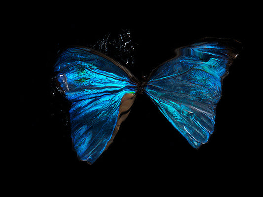 Aquatic Metaphors: Life, Death, and Morpho blue butterfly