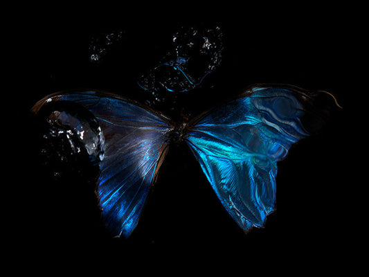 Chasing Butterflies: Underwater Perspectives on Life's Fleeting Nature