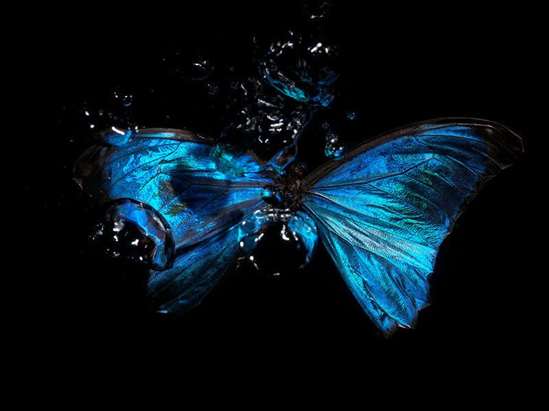 The Deep Ballet: Underwater Insights into Morpho Didius & Amathonte Butterflies