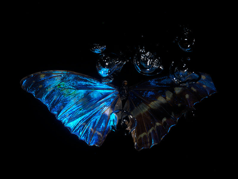 Wings of Water: Capturing Life's Transience with Morpho Blue Nature