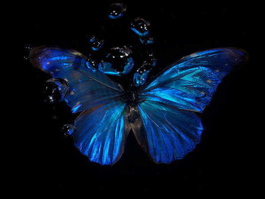 Azure Blue Ballet: Underwater Reflections on the Tragedy of Life with Butterflies