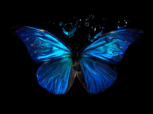 Butterflies in Bloom: Underwater Portraits of Rare Species