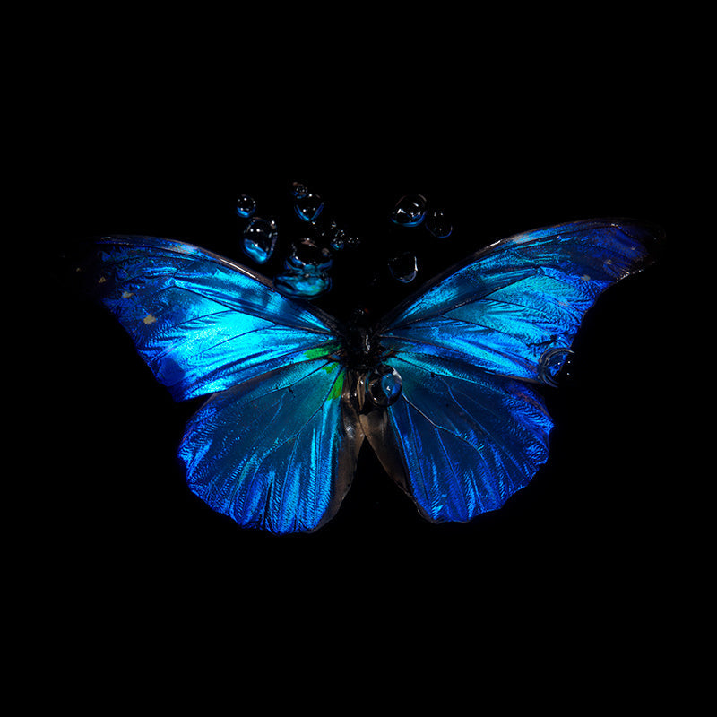 Mortal Beauty: Subaquatic Impressions of Morpho Blue Butterflies"