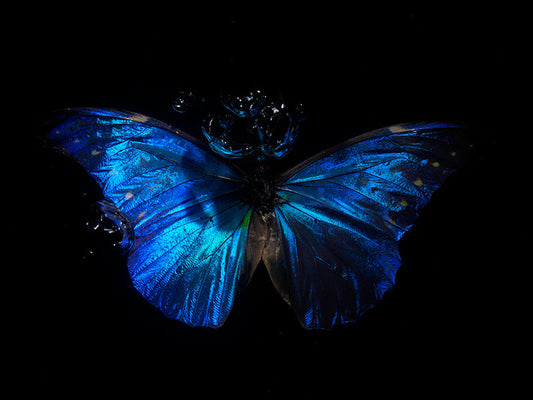 Submerged Sonata: Blue bubble Butterfly Reflections"